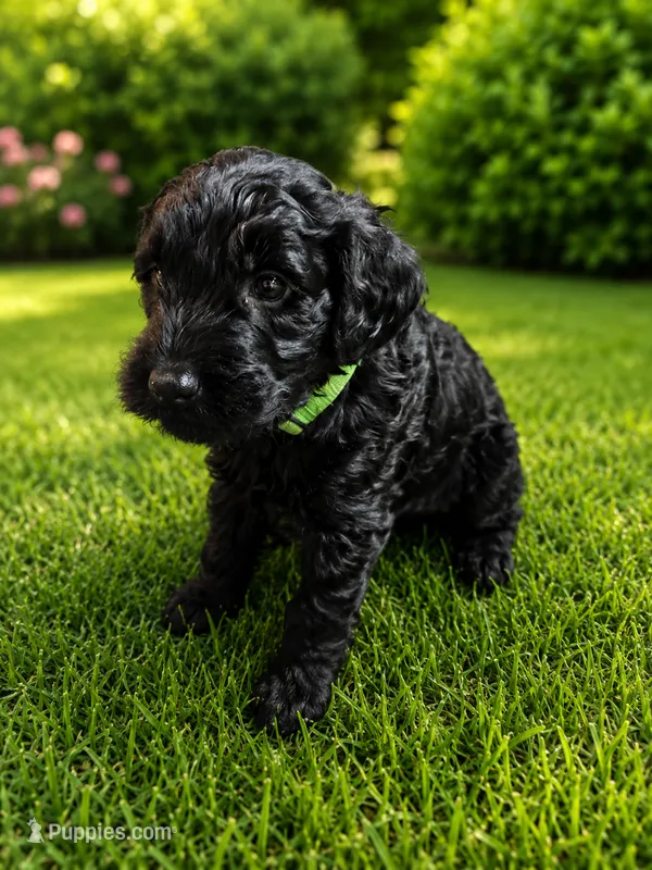 Green – Goldendoodle puppy for sale in Humble, TX