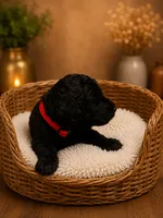 Red, a female Goldendoodle for sale in Humble, TX – 1 of 1