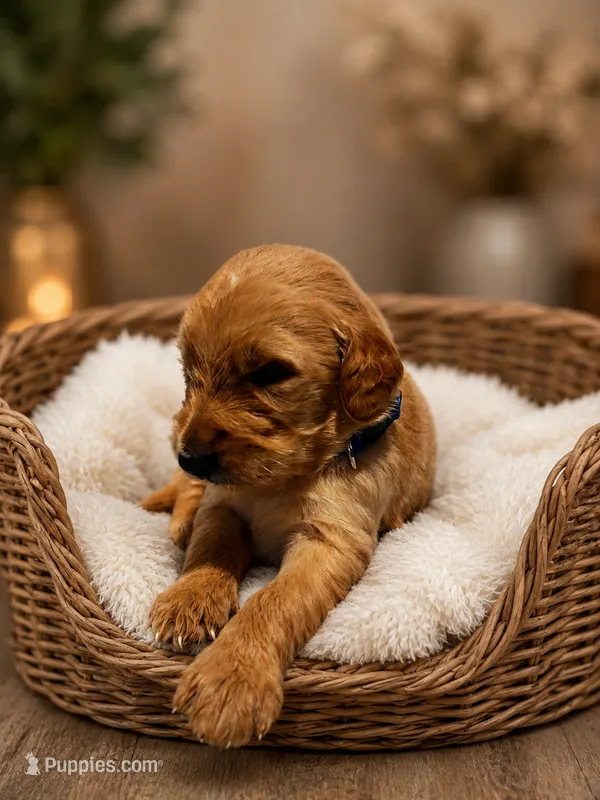 Blue – Goldendoodle puppy for sale in Humble, TX