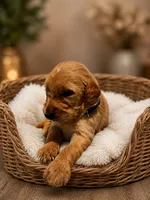 Blue, a male Goldendoodle for sale in Humble, TX – 1 of 1