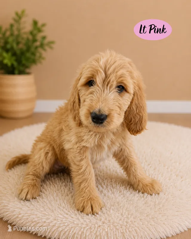 Light Pink – Goldendoodle puppy for sale in Humble, TX