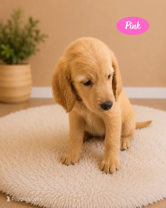 Pink – Goldendoodle puppy for sale in Humble, TX