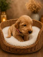 Pink, a female Goldendoodle for sale in Humble, TX – 1 of 1