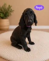 Purple, a female Goldendoodle for sale in Humble, TX – 1 of 3
