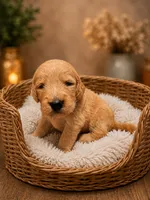 Light blue, a male Goldendoodle for sale in Humble, TX – 1 of 1