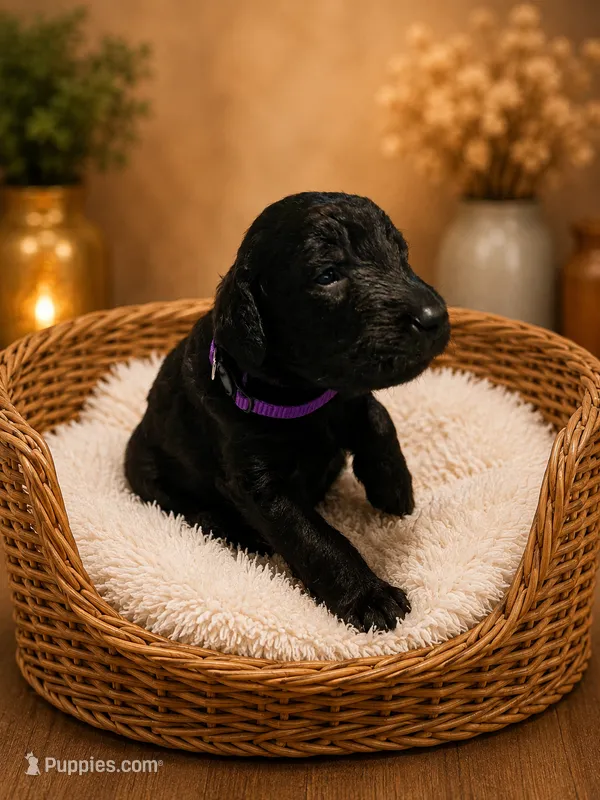 Purple – Goldendoodle puppy for sale in Humble, TX