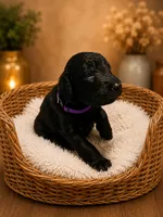 Purple, a female Goldendoodle for sale in Humble, TX – 1 of 1