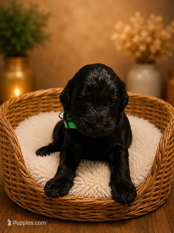 Green – Goldendoodle puppy for sale in Humble, TX