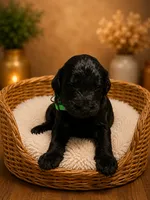 Green, a male Goldendoodle for sale in Humble, TX – 1 of 1