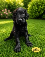 Yellow, a male Goldendoodle for sale in Humble, TX – 1 of 2
