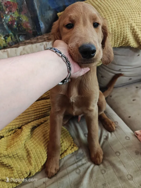 Light blue – Goldendoodle puppy for sale in Humble, TX