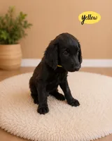 Yellow, a male Goldendoodle for sale in Humble, TX – 1 of 3