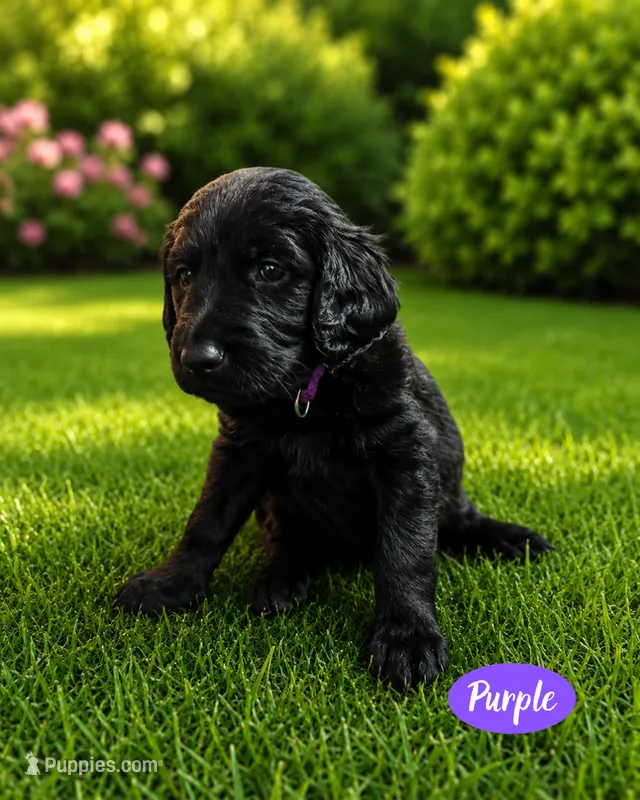 Purple – Goldendoodle puppy for sale in Humble, TX