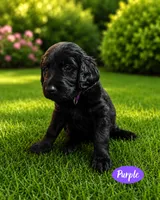 Purple, a female Goldendoodle for sale in Humble, TX – 1 of 2