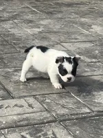 No name 1, a female French Bulldog for sale in Moreno Valley, CA – 4 of 5
