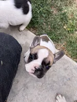 No name 4, a female French Bulldog for sale in Moreno Valley, CA – 3 of 5