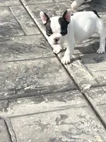 No name  2, a female French Bulldog for sale in Moreno Valley, CA – 5 of 7