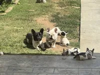 No name 5, a female French Bulldog for sale in Moreno Valley, CA – 6 of 6