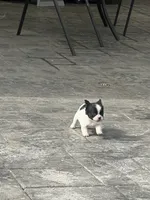 No name 5, a female French Bulldog for sale in Moreno Valley, CA – 2 of 6