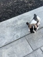 No name 3, a male French Bulldog for sale in Moreno Valley, CA – 5 of 6