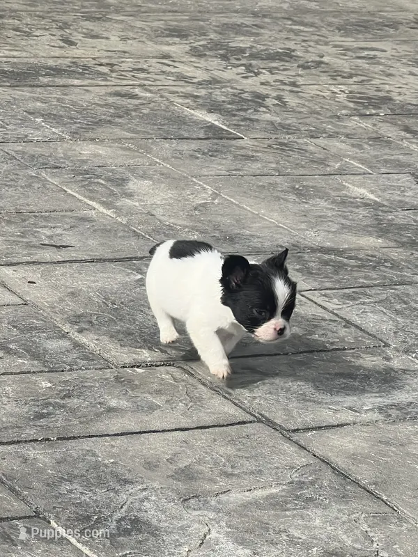 No name 5 – French Bulldog puppy for sale in Moreno Valley, CA