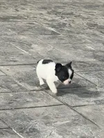 No name 5, a female French Bulldog for sale in Moreno Valley, CA – 1 of 6