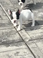 No name  2, a female French Bulldog for sale in Moreno Valley, CA – 6 of 7