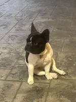 AKC Pinto, a male French Bulldog for sale in Moreno Valley, CA – 6 of 6