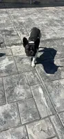 AKC Pinto, a male French Bulldog for sale in Moreno Valley, CA – 2 of 6