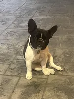 AKC Pinto, a male French Bulldog for sale in Moreno Valley, CA – 5 of 6