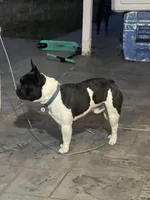 AKC Pinto, a male French Bulldog for sale in Moreno Valley, CA – 4 of 6