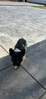 AKC Pinto, a male French Bulldog for sale in Moreno Valley, CA – 3 of 6