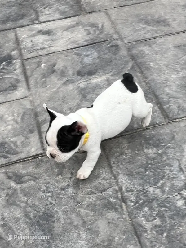 No name  2 – French Bulldog puppy for sale in Moreno Valley, CA