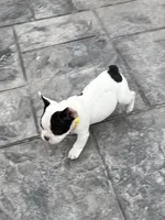 No name  2, a female French Bulldog for sale in Moreno Valley, CA – 1 of 7