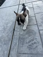 No name 3, a male French Bulldog for sale in Moreno Valley, CA – 4 of 6