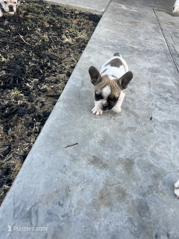 No name 4 – French Bulldog puppy for sale in Moreno Valley, CA