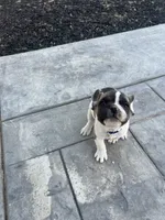 No name 3, a male French Bulldog for sale in Moreno Valley, CA – 6 of 6