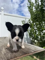 No name 5, a female French Bulldog for sale in Moreno Valley, CA – 5 of 6