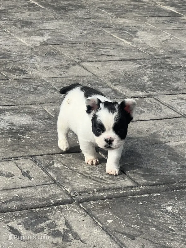 No name 1 – French Bulldog puppy for sale in Moreno Valley, CA