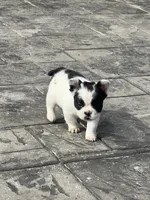 No name 1, a female French Bulldog for sale in Moreno Valley, CA – 1 of 5