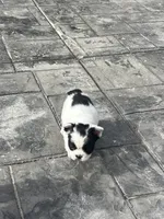 No name 1, a female French Bulldog for sale in Moreno Valley, CA – 3 of 5