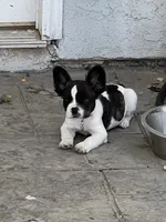 No name 5, a female French Bulldog for sale in Moreno Valley, CA – 7 of 7