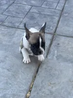 No name 3, a male French Bulldog for sale in Moreno Valley, CA – 2 of 6