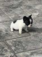 No name 5, a female French Bulldog for sale in Moreno Valley, CA – 3 of 6