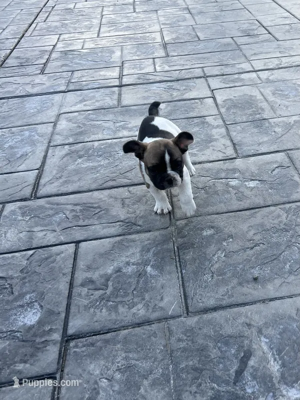 No name 3 – French Bulldog puppy for sale in Moreno Valley, CA