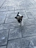 No name 3, a male French Bulldog for sale in Moreno Valley, CA – 1 of 6