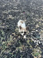 No name 4, a female French Bulldog for sale in Moreno Valley, CA – 4 of 5