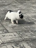 No name 1, a female French Bulldog for sale in Moreno Valley, CA – 2 of 5