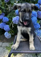 Meadow, a female German Shepherd Dog for sale in Pacific, WA – 3 of 10