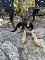 Meadow , a female German Shepherd Dog for sale in Pacific, WA – 6 of 7